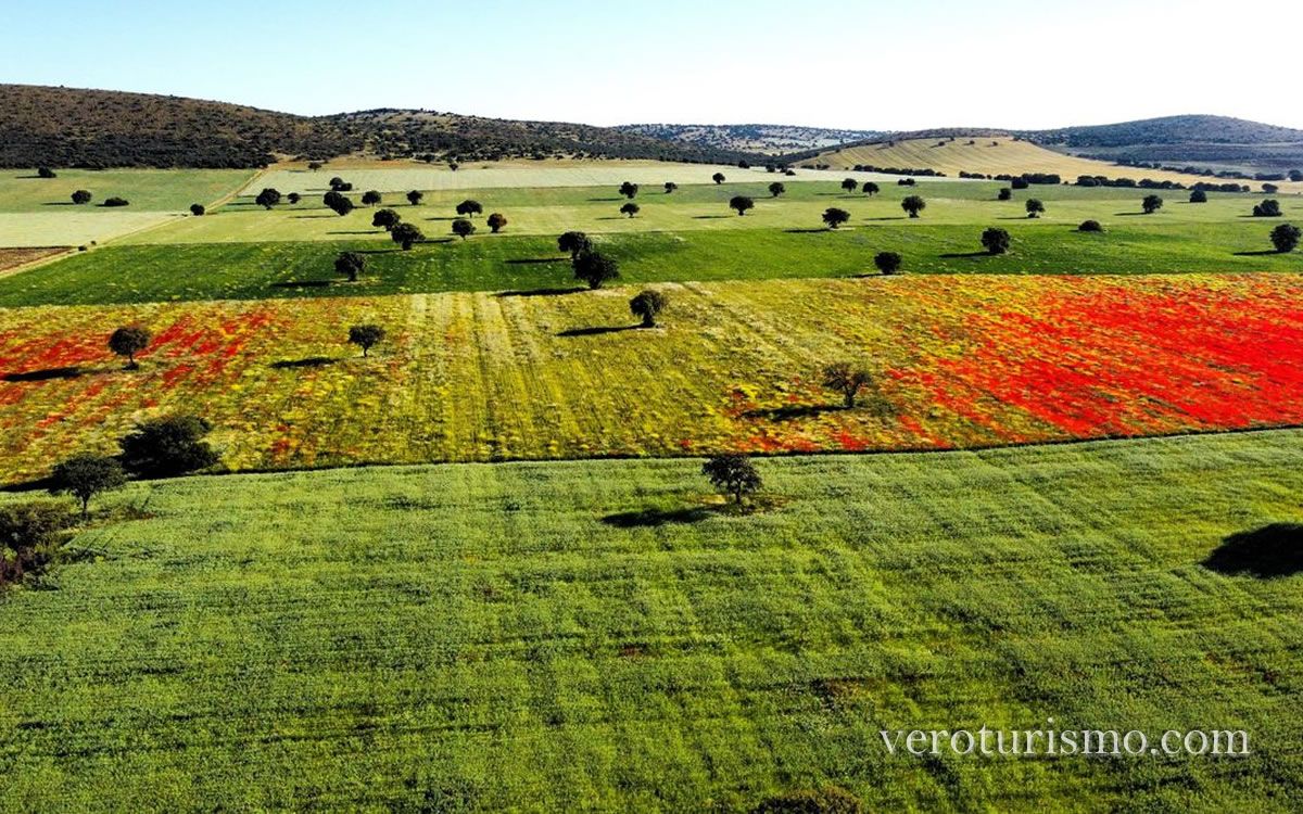campo de montiel